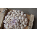 garlic box 10kg